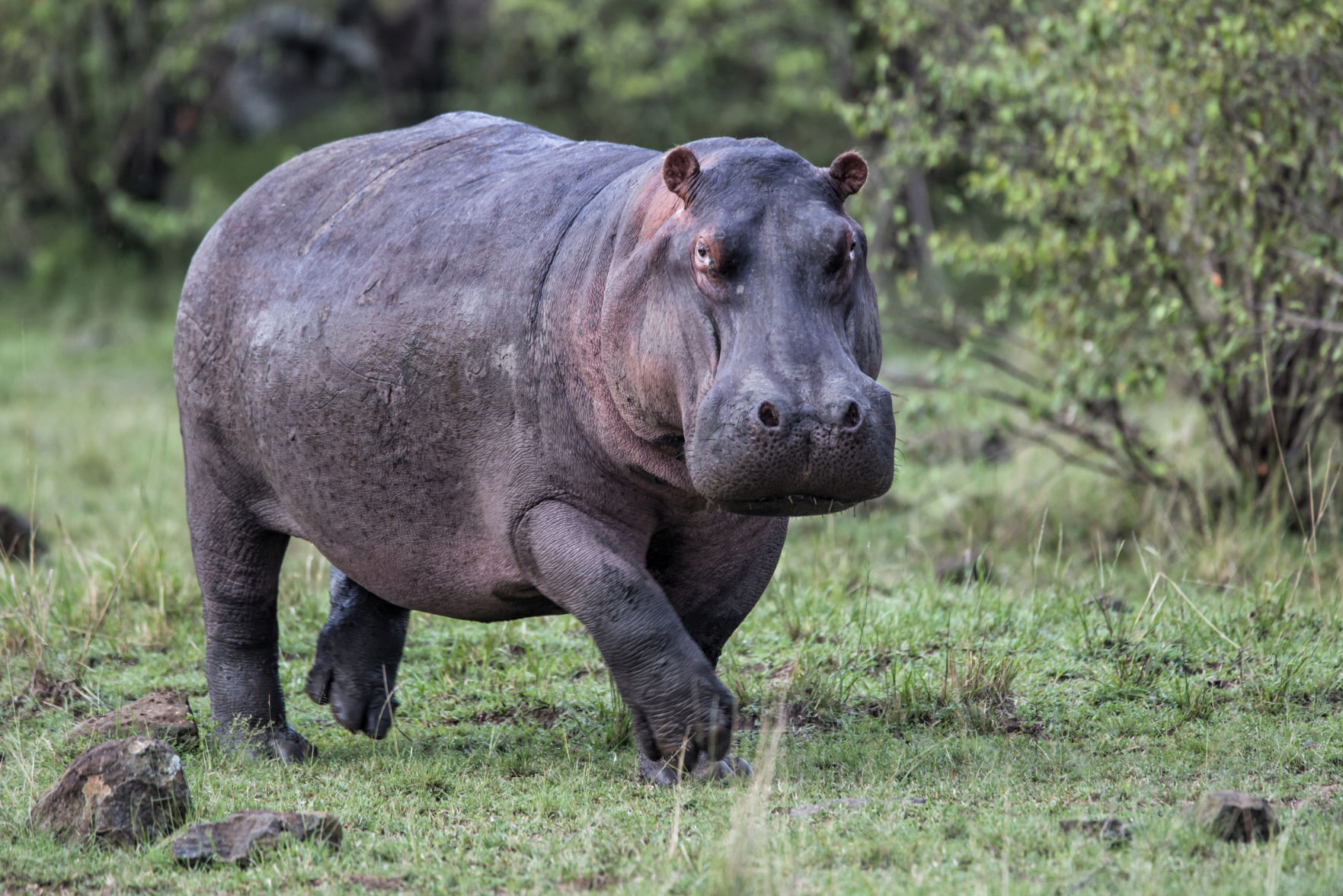 Hippopotamus Fact #2